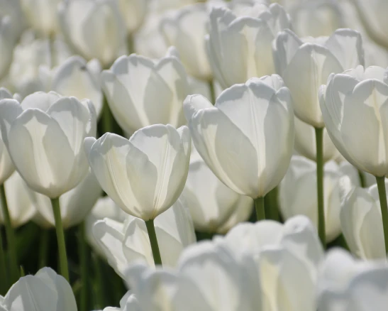 Campo de tulipanes blancos, flores habituales para recordar a los seres queridos en el Día de Todos los Santos.
