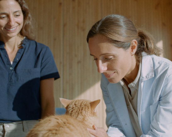 Acceder a servicio veterinario dos mujeres observan y acarician un gato atigrado naranja frente a una pared de tablones de madera.